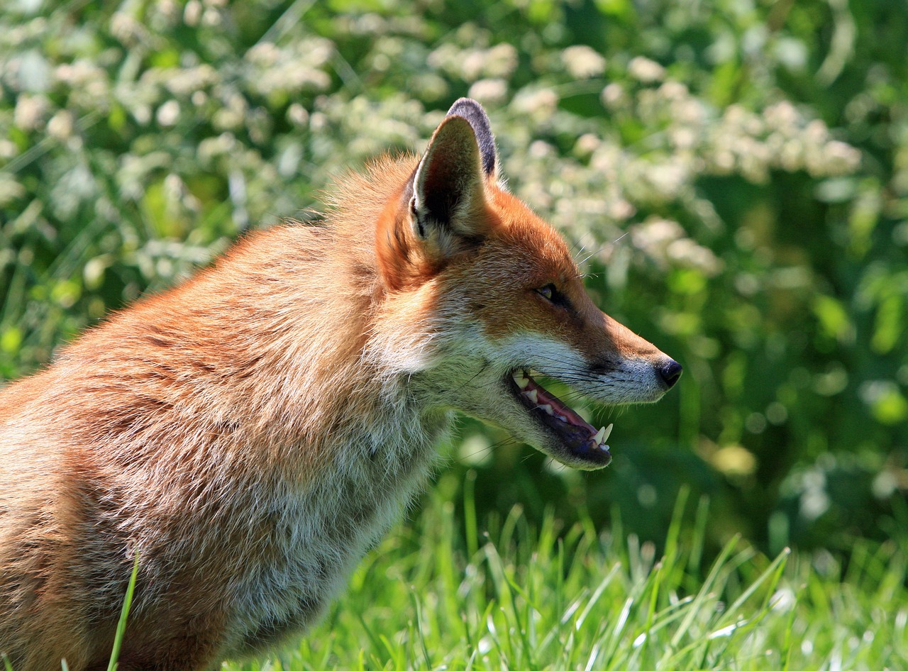 Safety Tips for Wildlife Photographers